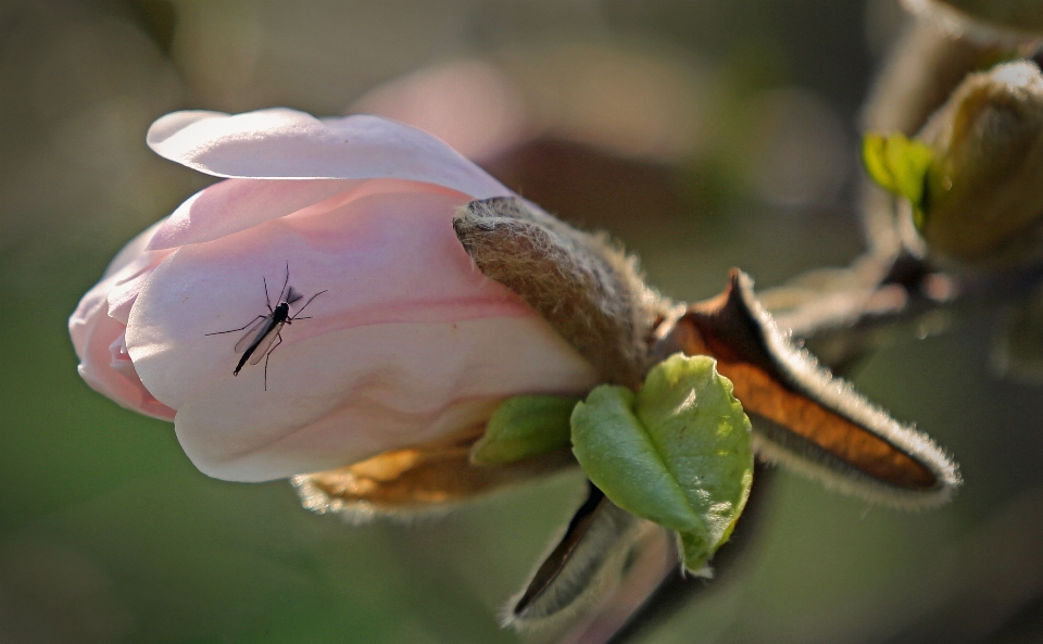 Natur zweig blüte anlage