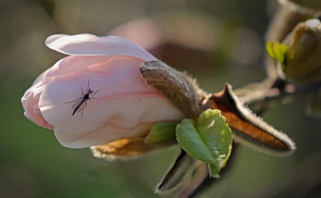 Nature branch blossom plant Photo