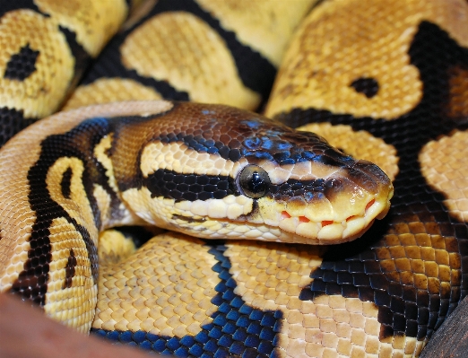 Animal golden africa brown Photo