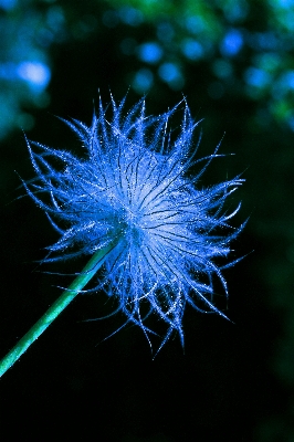 Nature branch blossom light Photo