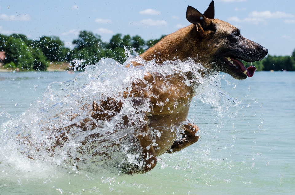 ビーチ 海 水 犬