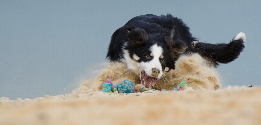 Beach play dog mammal Photo