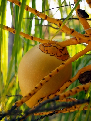 Photo Arbre nature bifurquer usine