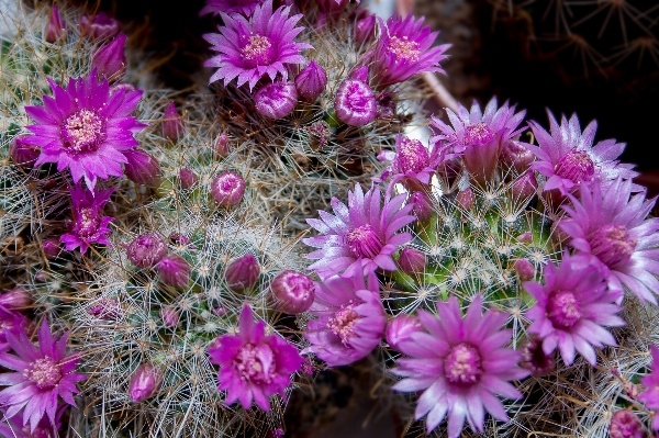 Foto Natureza florescer espinhoso
 cacto
