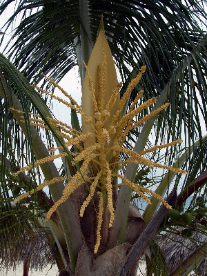 Foto árbol planta fruta flor