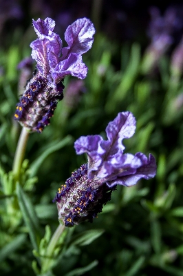 Nature blossom plant flower Photo