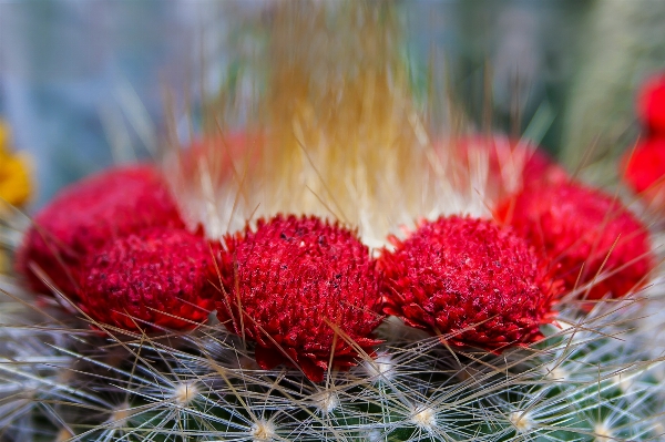 Foto Natureza espinhoso
 cacto
 plantar