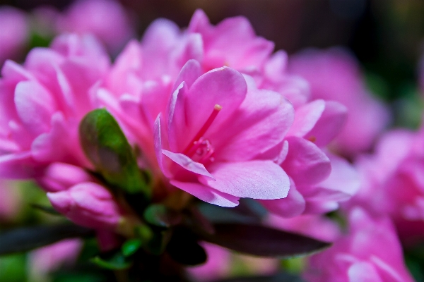 Nature blossom plant flower Photo