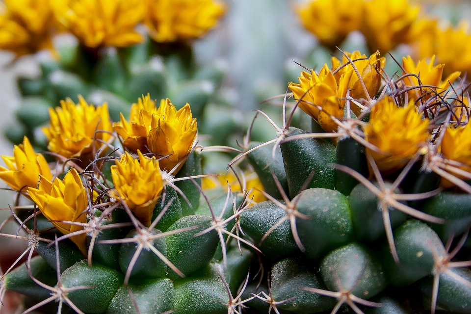 Nature fleurir épineux
 cactus
