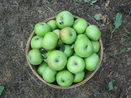 Apple anlage frucht essen Foto