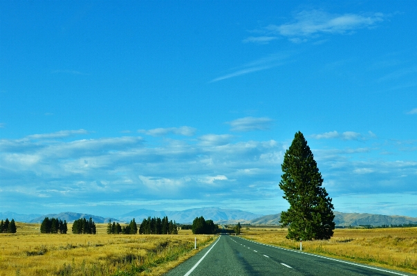 Landscape tree grass horizon Photo