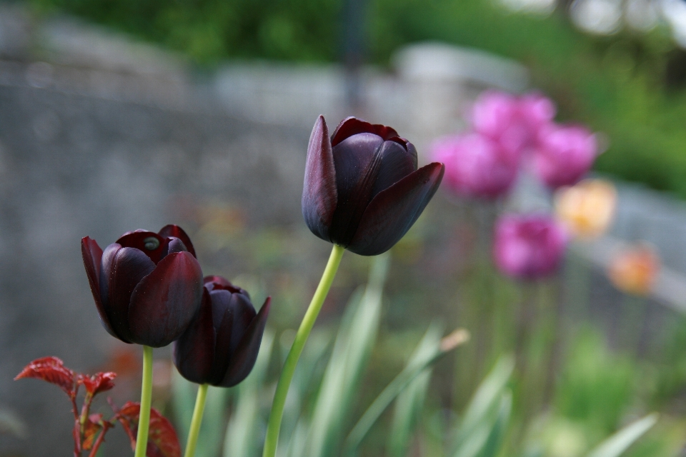 Nature blossom plant flower