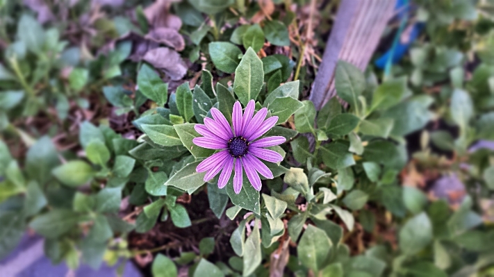 Work nature blossom growth Photo