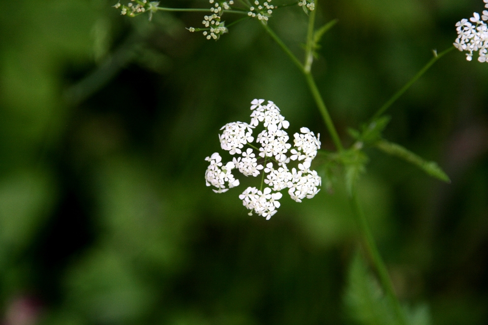 Landscape nature grass outdoor