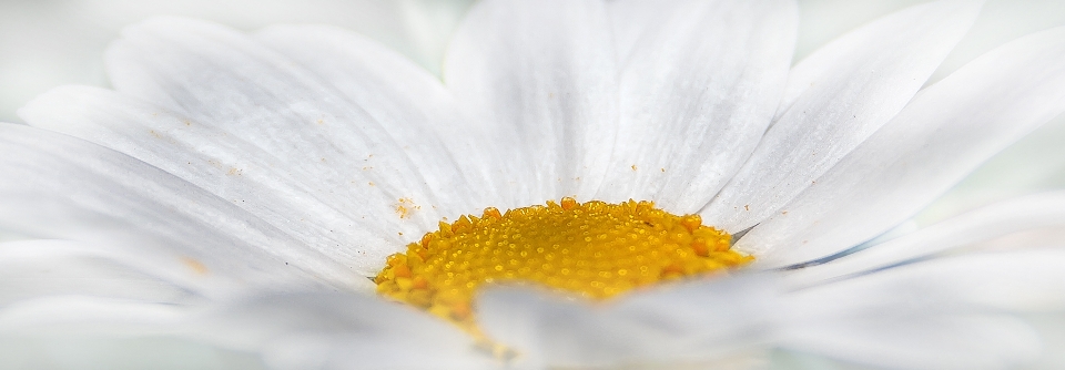 Natur blüte anlage weiss