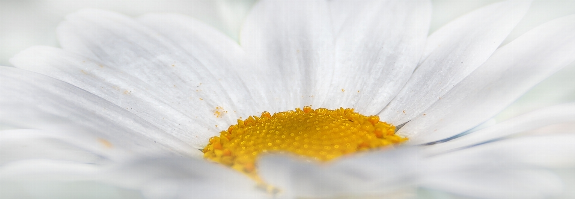 Nature blossom plant white Photo