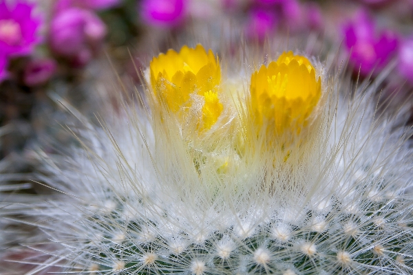 Foto Natureza espinhoso
 cacto
 plantar