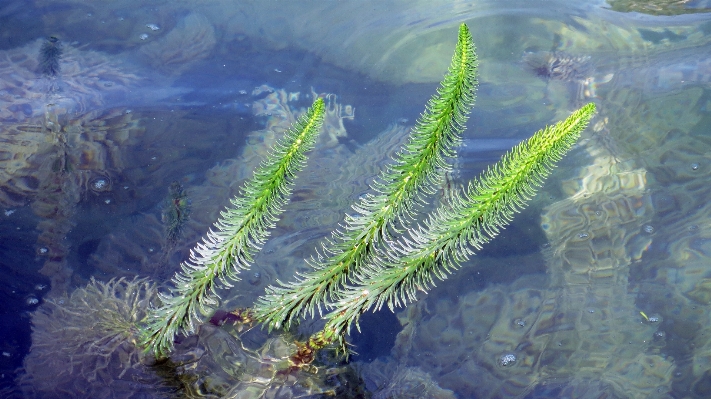 Foto Acqua natura pianta terreno