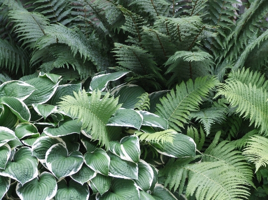 木 構造 植物 葉 写真