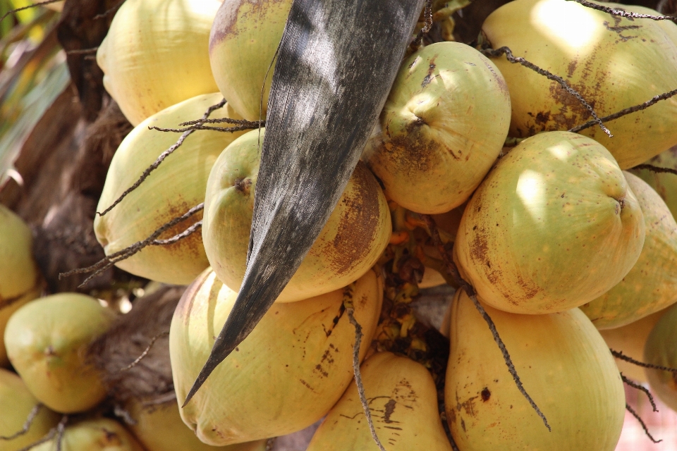 Naturaleza planta fruta flor