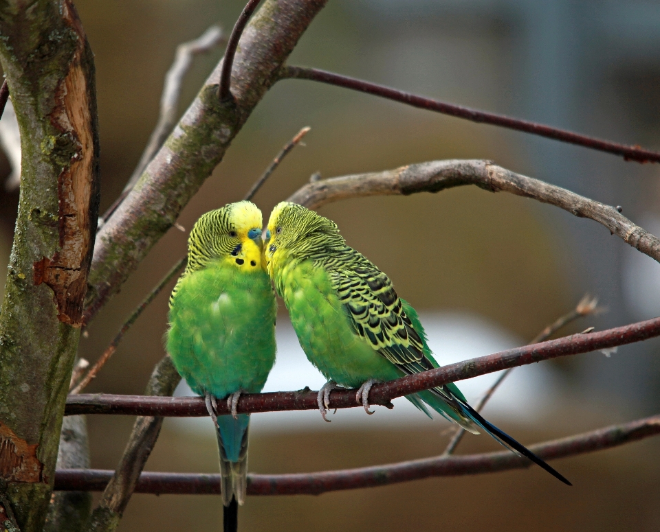 Branch bird wildlife green