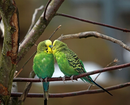 ブランチ 鳥 野生動物 緑 写真