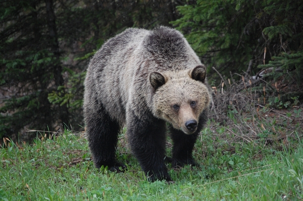 Animal bear wildlife mammal Photo