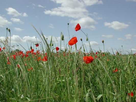 Foto Erba pianta campo prato
