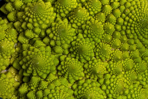 花 食べ物 緑 生産 写真