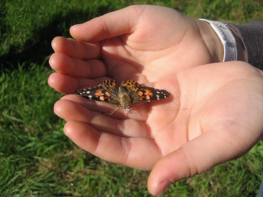 Hand leaf finger insect Photo