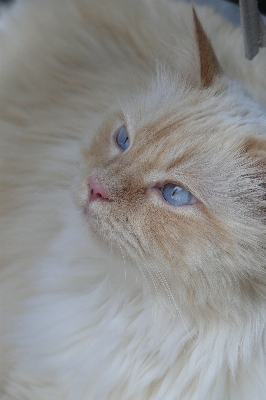 Foto Gatto mammifero occhio blu
 avvicinamento
