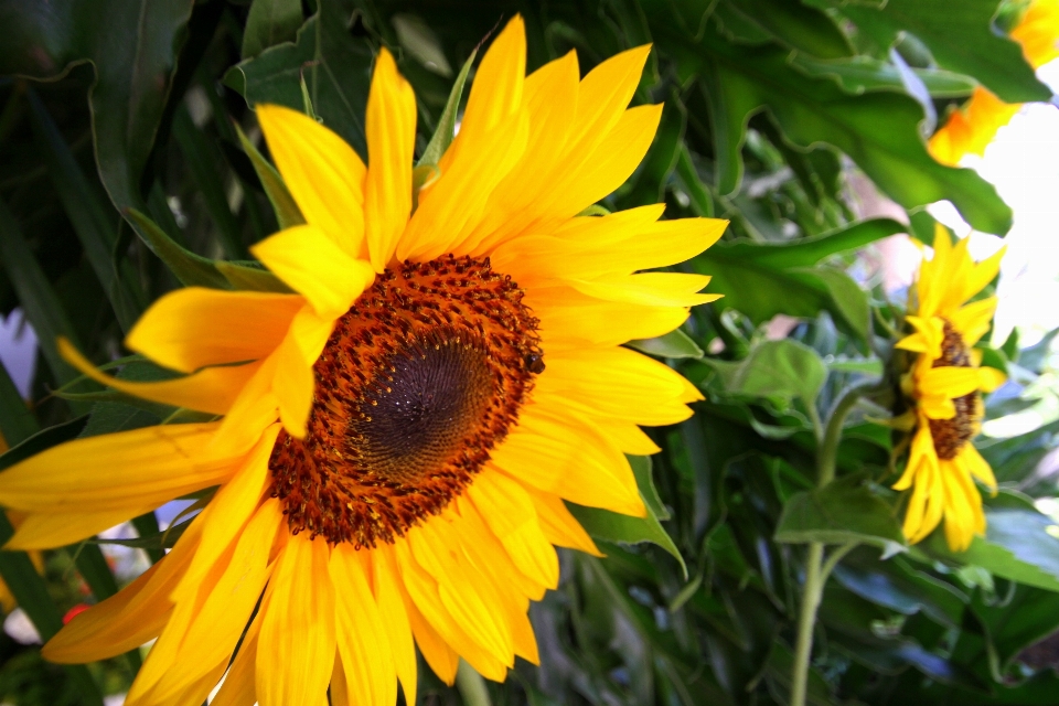 Nature plant flower petal