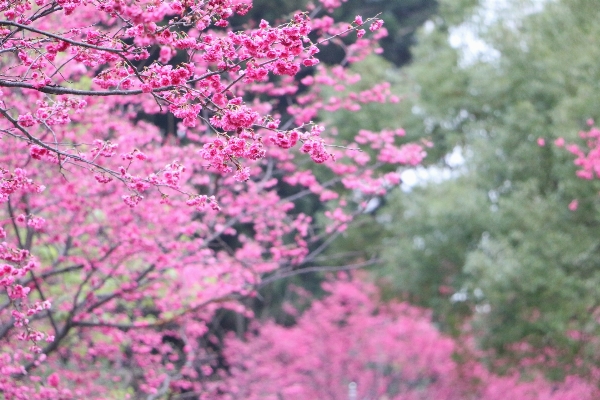 木 ブランチ 花 植物 写真