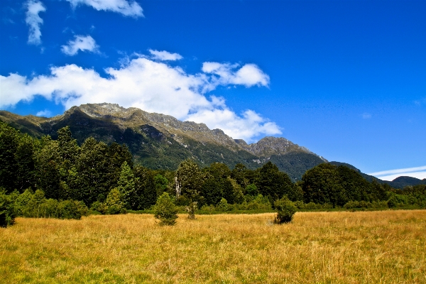 Landscape tree nature grass Photo