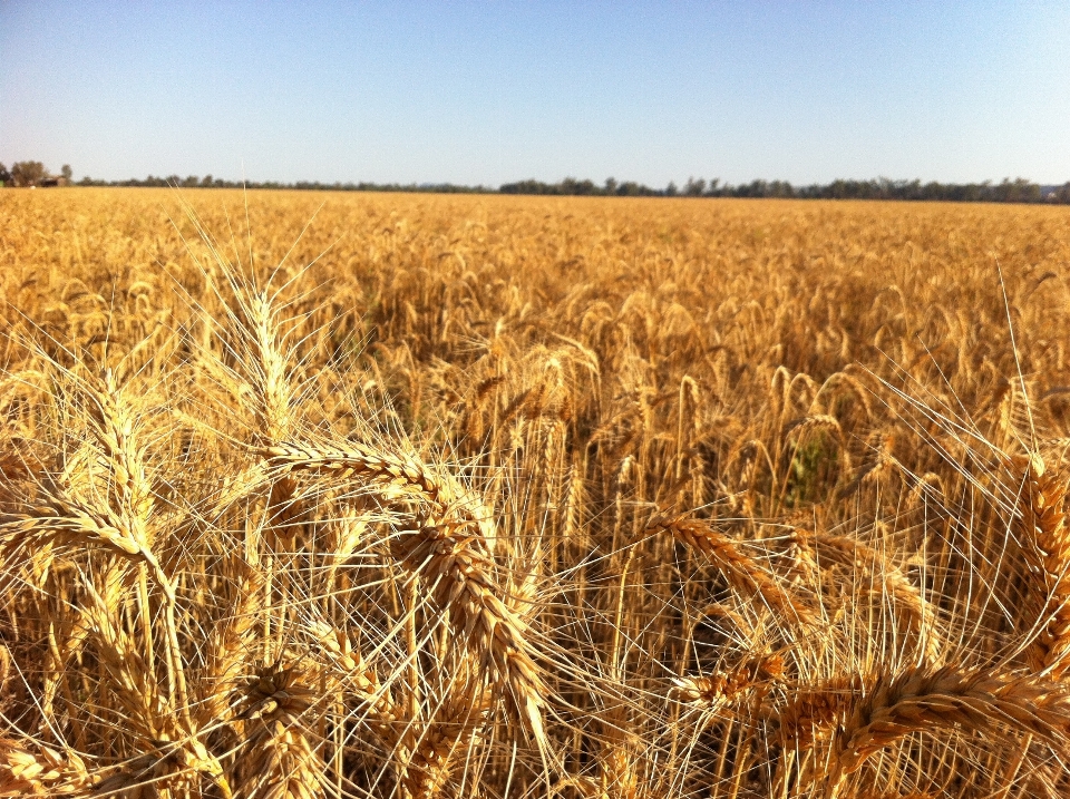 Pianta campo orzo grano