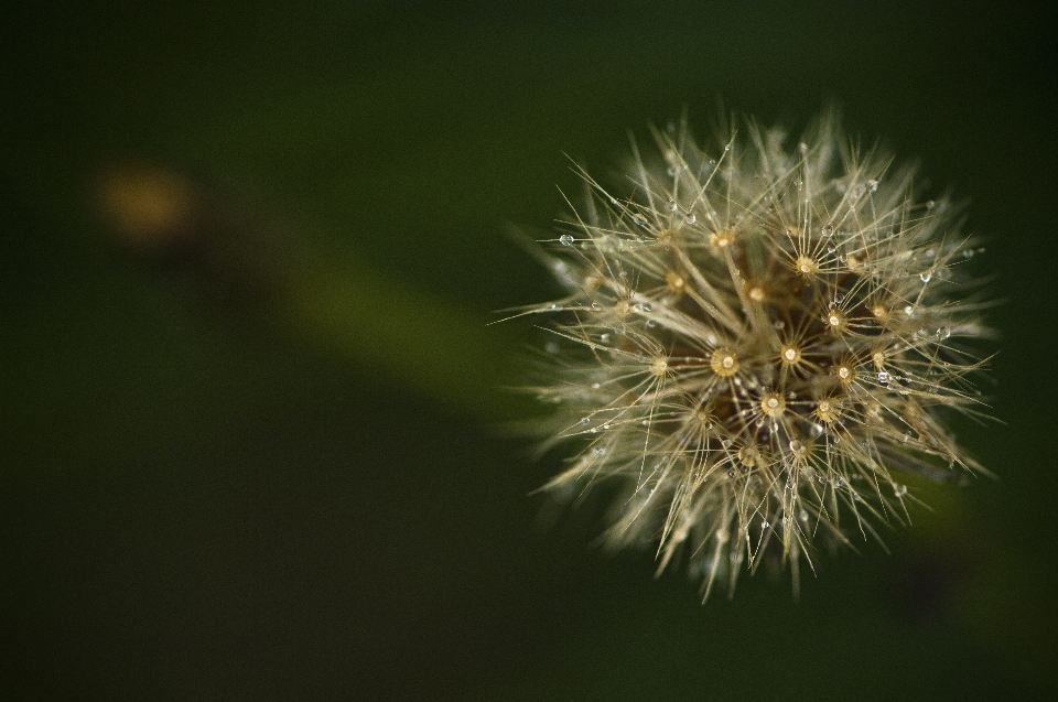 Natur gras zweig blüte