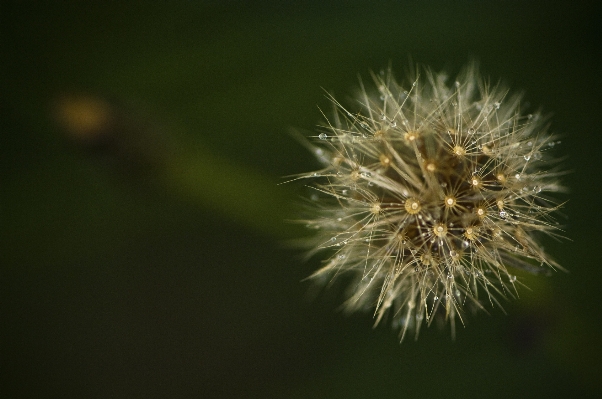 Nature grass branch blossom Photo