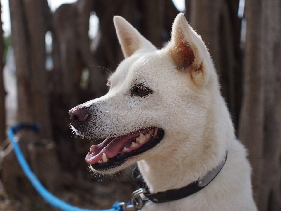 白 犬 かわいい プロフィール