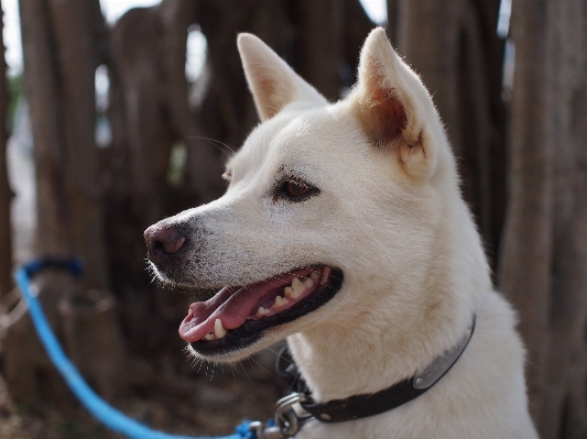 White dog cute profile Photo