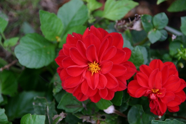 Nature blossom light growth Photo