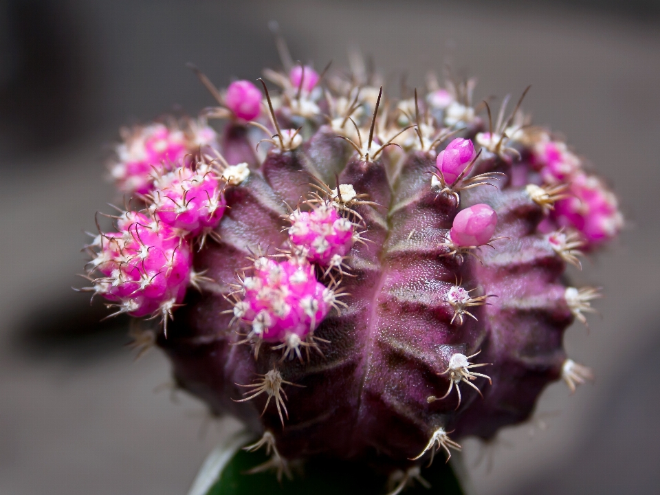 Fleurir épineux
 cactus
 usine