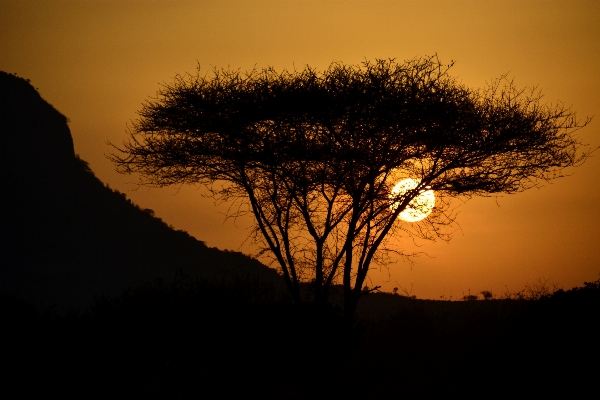 Tree nature branch silhouette Photo