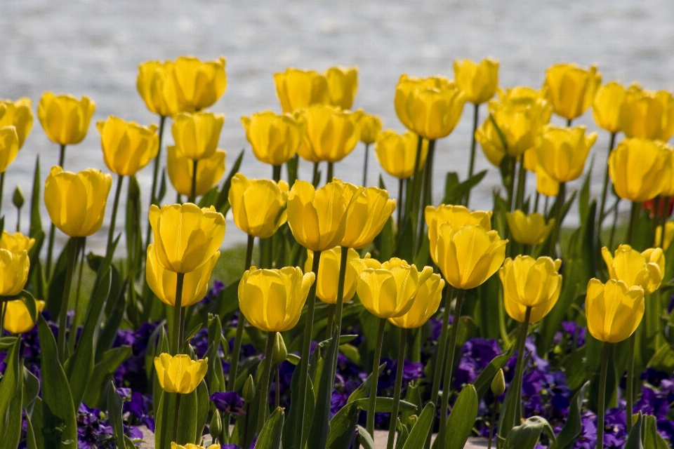 Usine fleur pétale tulipe