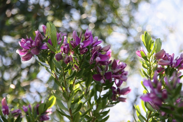 Blossom plant countryside flower Photo