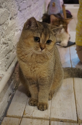 Foto Animale domestico gattino gatto