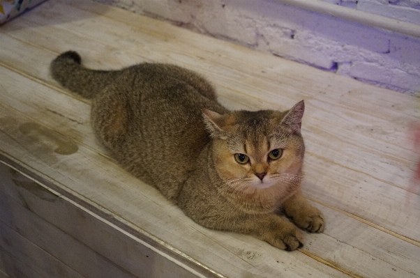 Foto Animale domestico gattino gatto