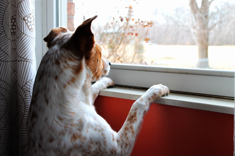 Weiss hund warten katze