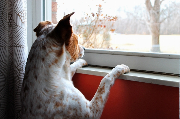 Foto Branco cachorro esperando gato