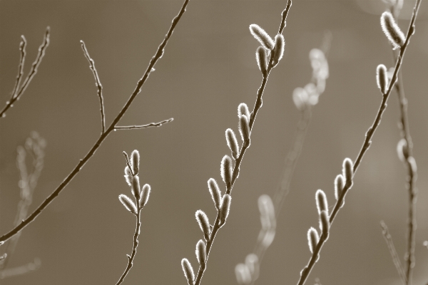 Nature grass branch plant Photo