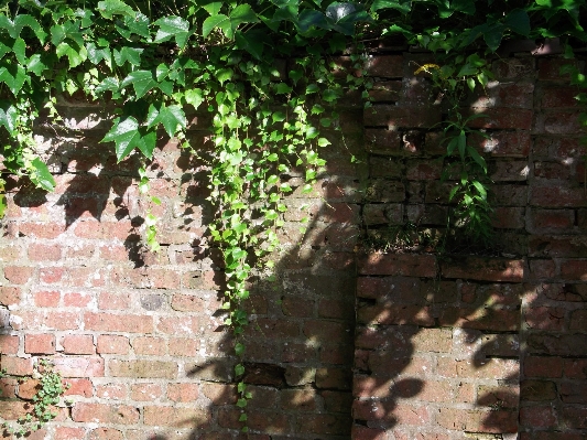 Wall green ivy backyard Photo